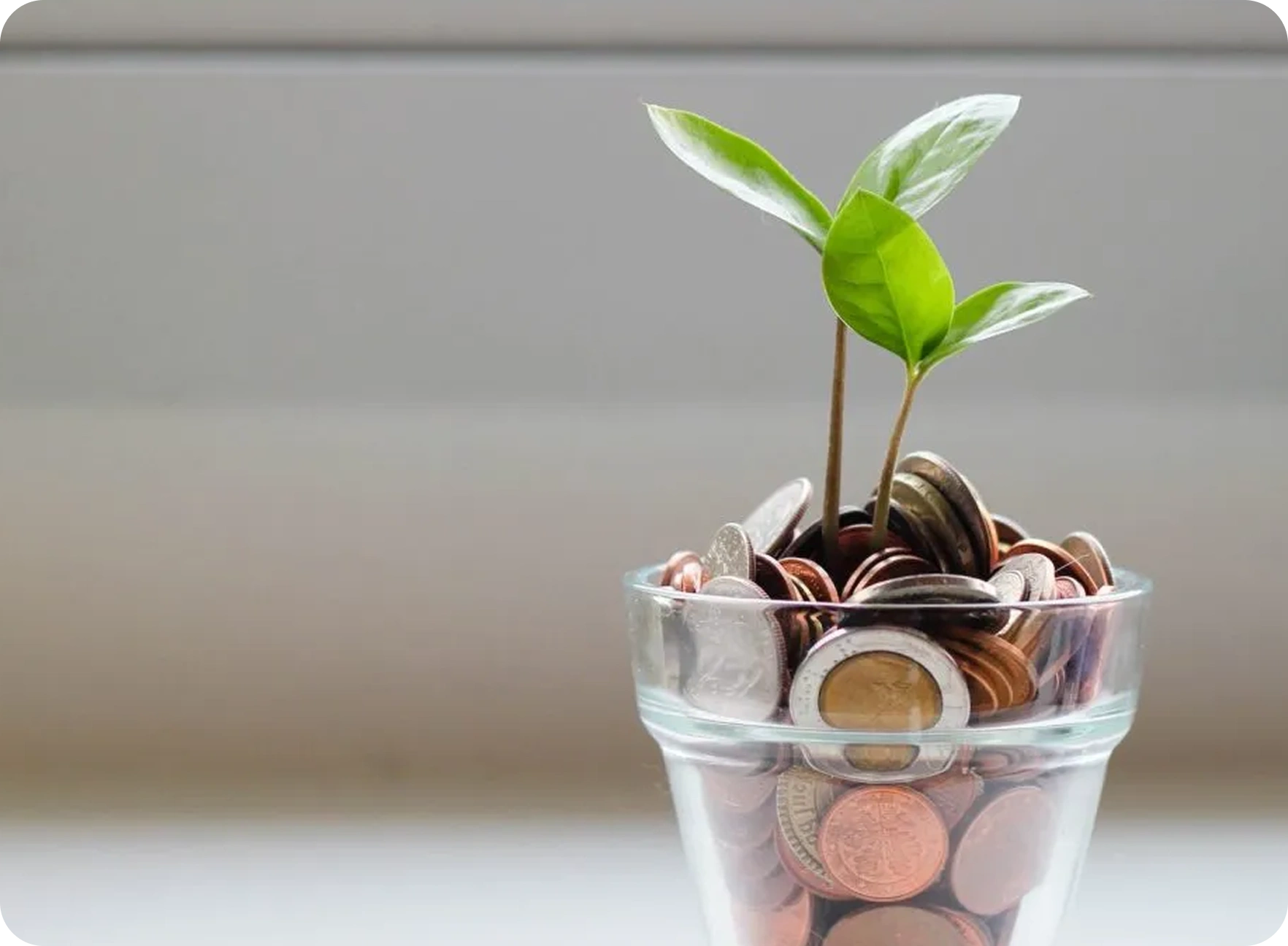 https://assert.ibank.com.kh/uploads/2026/01/potted-plants.webp